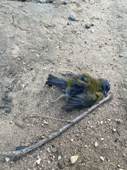 Phrygilus