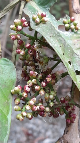 Gowok (Syzygium polycephalum)