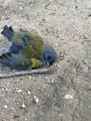 Phrygilus
