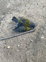 Phrygilus