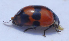 Adalia decempunctata