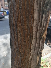 Magnoliopsida
