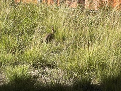 Oryctolagus cuniculus