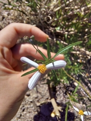 Coreocarpus parthenioides parthenioides