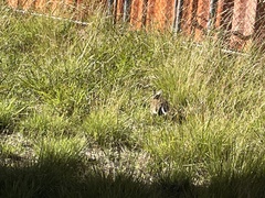 Oryctolagus cuniculus