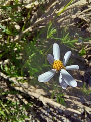 Coreocarpus parthenioides parthenioides
