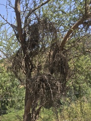 Vachellia caven