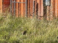 Oryctolagus cuniculus