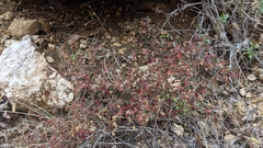 Euphorbia melanadenia
