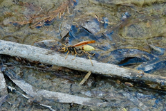 Polistes comanchus