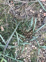 Oryctolagus cuniculus