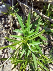 Coreocarpus parthenioides parthenioides