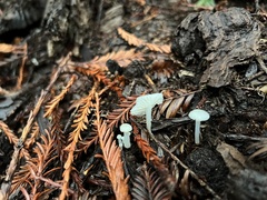 Marasmius calhouniae