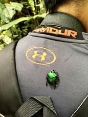 Oxysternon conspicillatum