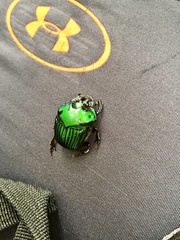 Oxysternon conspicillatum