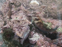 Ophioblennius steindachneri