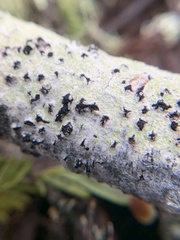 Mycoblastus sanguinarius