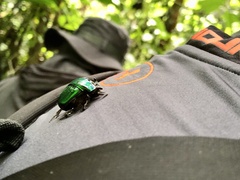 Oxysternon conspicillatum