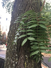Fabaceae