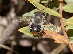 Megachile chrysopyga