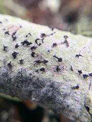 Mycoblastus sanguinarius