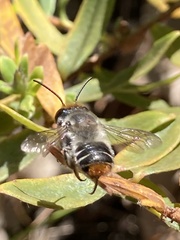Megachile chrysopyga