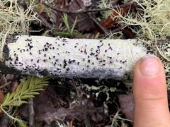 Mycoblastus sanguinarius