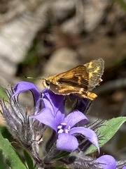 Taractrocera papyria agraulia