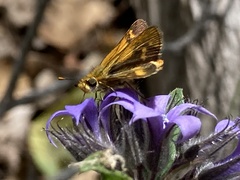 Taractrocera papyria agraulia