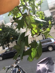 Quercus