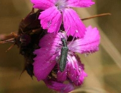 Oedemera virescens