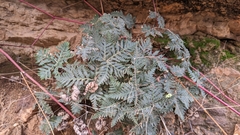 Notholaena standleyi