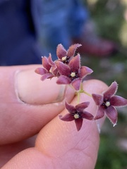 Vincetoxicum barbatum