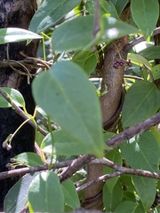 Vincetoxicum barbatum