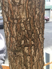 Quercus