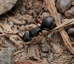 Polyrhachis leae