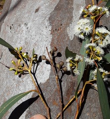 Eucalyptus rossii