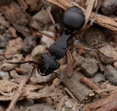Polyrhachis leae