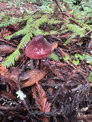 Marasmius plicatulus