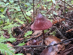 Marasmius plicatulus