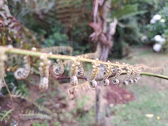 Schizolobium parahyba