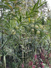 Gomphocarpus physocarpus