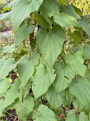 Dioscorea villosa