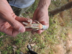 Sceloporus melanorhinus