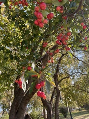 Rosaceae