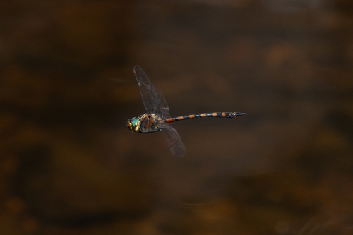 Hesperocordulia berthoudi