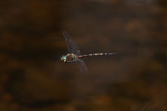 Hesperocordulia berthoudi