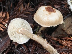 Lepiota castaneidisca