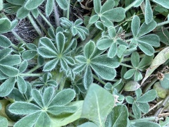 Lupinus subcarnosus