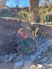 Ferocactus peninsulae